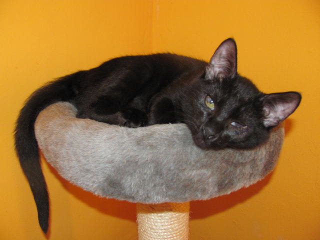 Jak mało diabeł powoli dochodzi do szczęścia