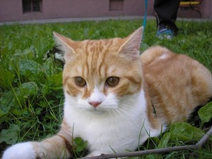 Postrach veterináři