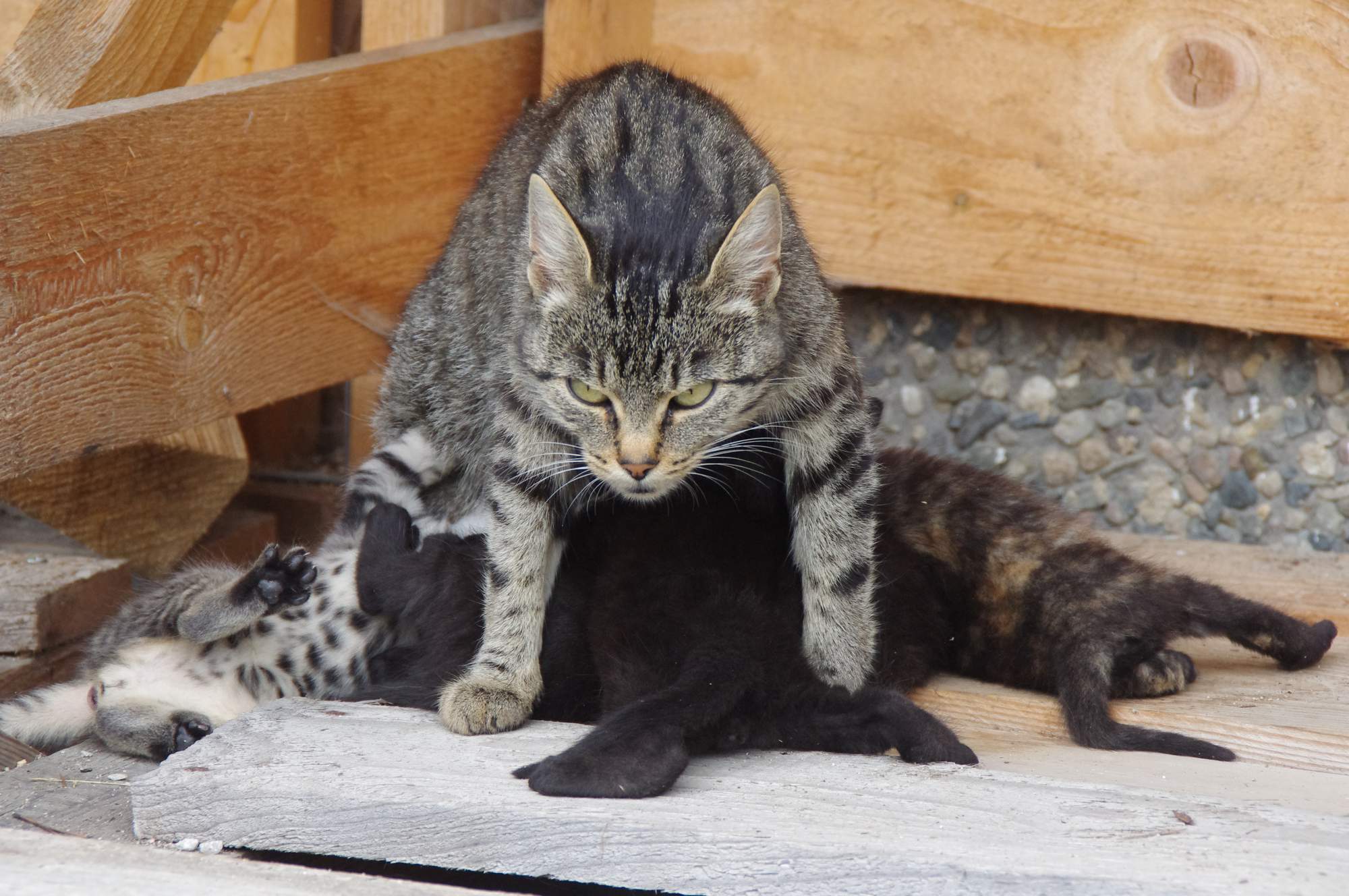 Jak rozpoznać płeć kociąt?