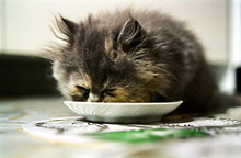 Jak wybrać granulat?