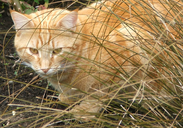 Co zrobić, jeśli stracisz kota?