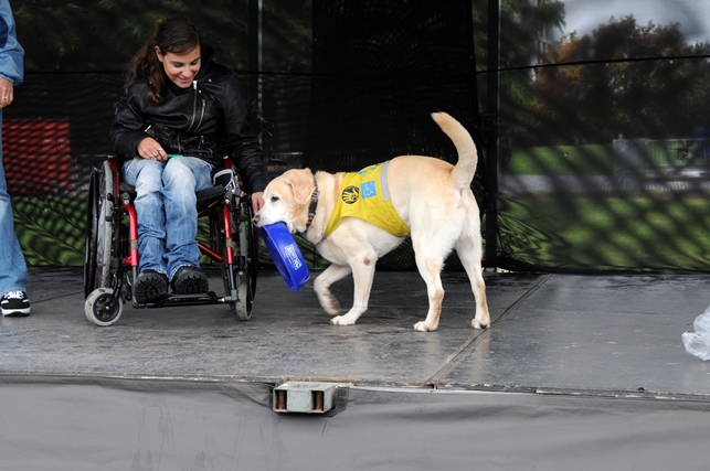 Obchody Światowego Dnia Zwierząt