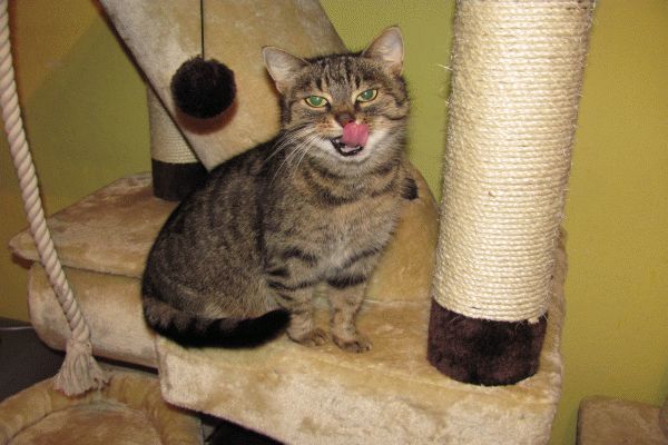 Schronienie wyglądające całkiem normalne koty