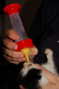 Jak opiekować się osieroconym kotkiem?