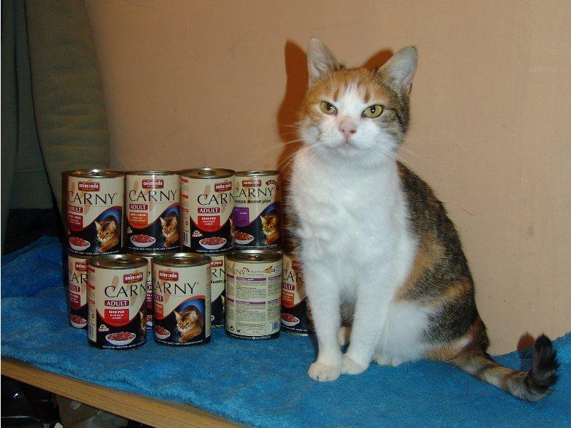 Życzenia kotów - ponad 700 000 koron dla kotów w schroniskach