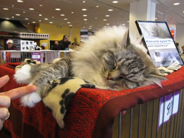 Wystawa kotów na Międzynarodowej Wystawie Star Show 2012