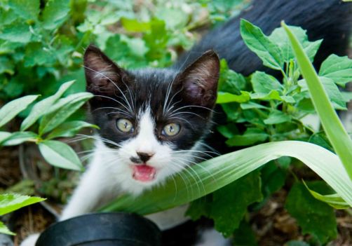 Miau sto razy inaczej