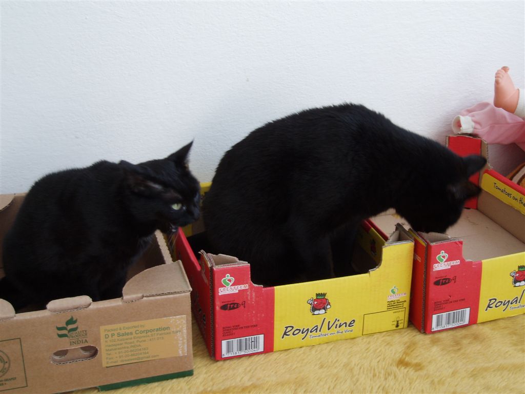 Czy kot akceptuje pozostawanie na zewnątrz?