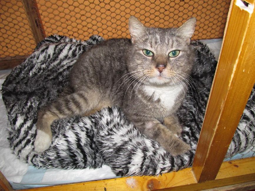 Lionek o losie życia i śmierci