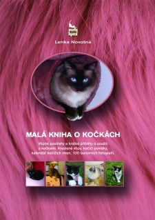 Wskazówka dla fanów kotów