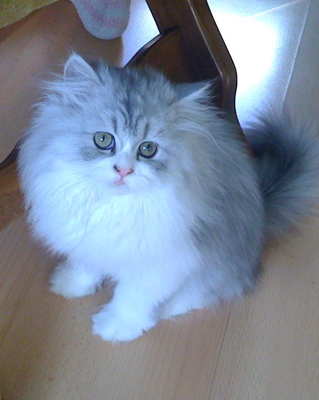 Centrum informacji o ochronie zwierząt w Pradze ponownie otwiera się na zainteresowane strony