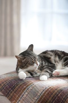 Dziesięć najczęstszych pytań i błędów dotyczących pasożytów zewnętrznych u psów i kotów