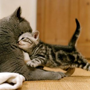 Czego potrzebują kotki?