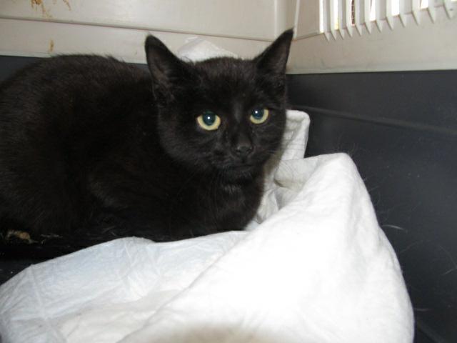 Wystawa kwalifikacyjna porzuconych kotów & # 8211; DLA ZWIERZĄT DOMOWYCH 2012