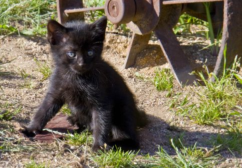 Czarny kot przez jezdnię