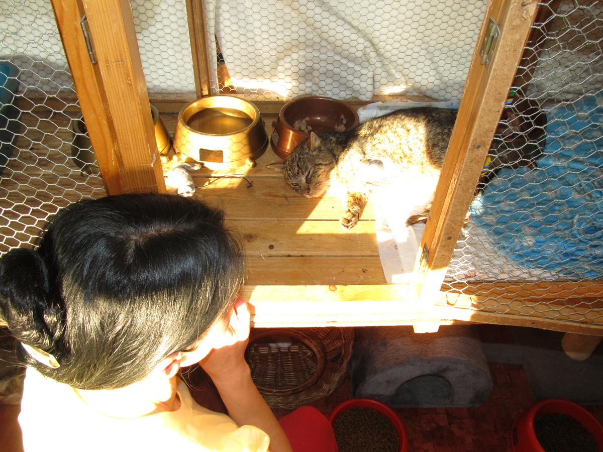 Siedmiodniowa walka Ringa o życie, pożegnanie i milczącą pamięć