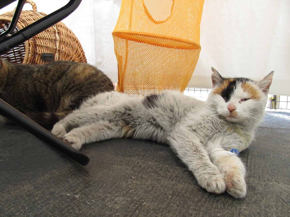 Pożegnanie z ukochaną Lucy