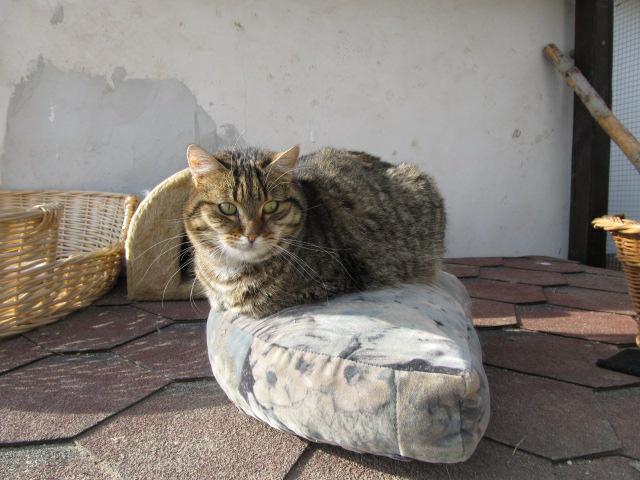 Pożegnanie z niezapomnianym wstrząsaniem