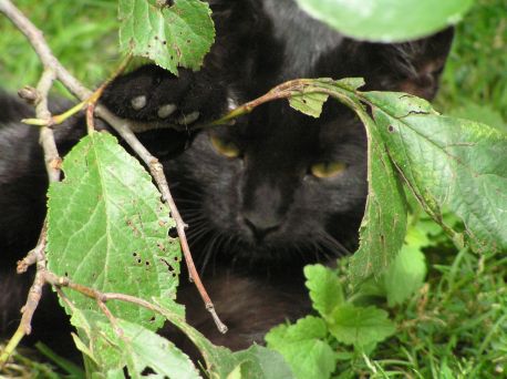 Guzy gruczołu sutkowego