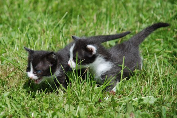 Czy właściwe jest obracanie poszczególnych marek granulek?