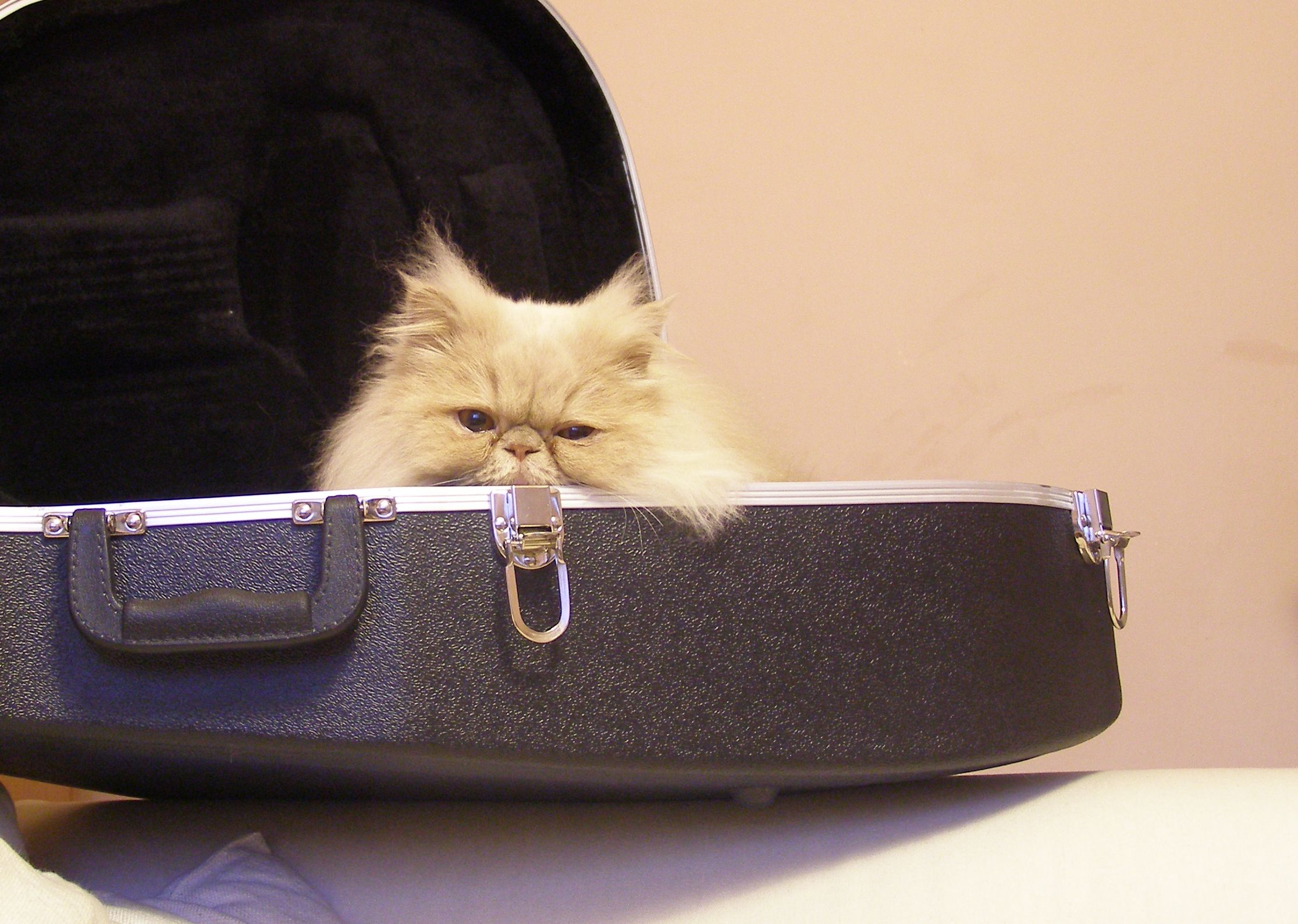 Czteronożne ubezpieczenie członka rodziny