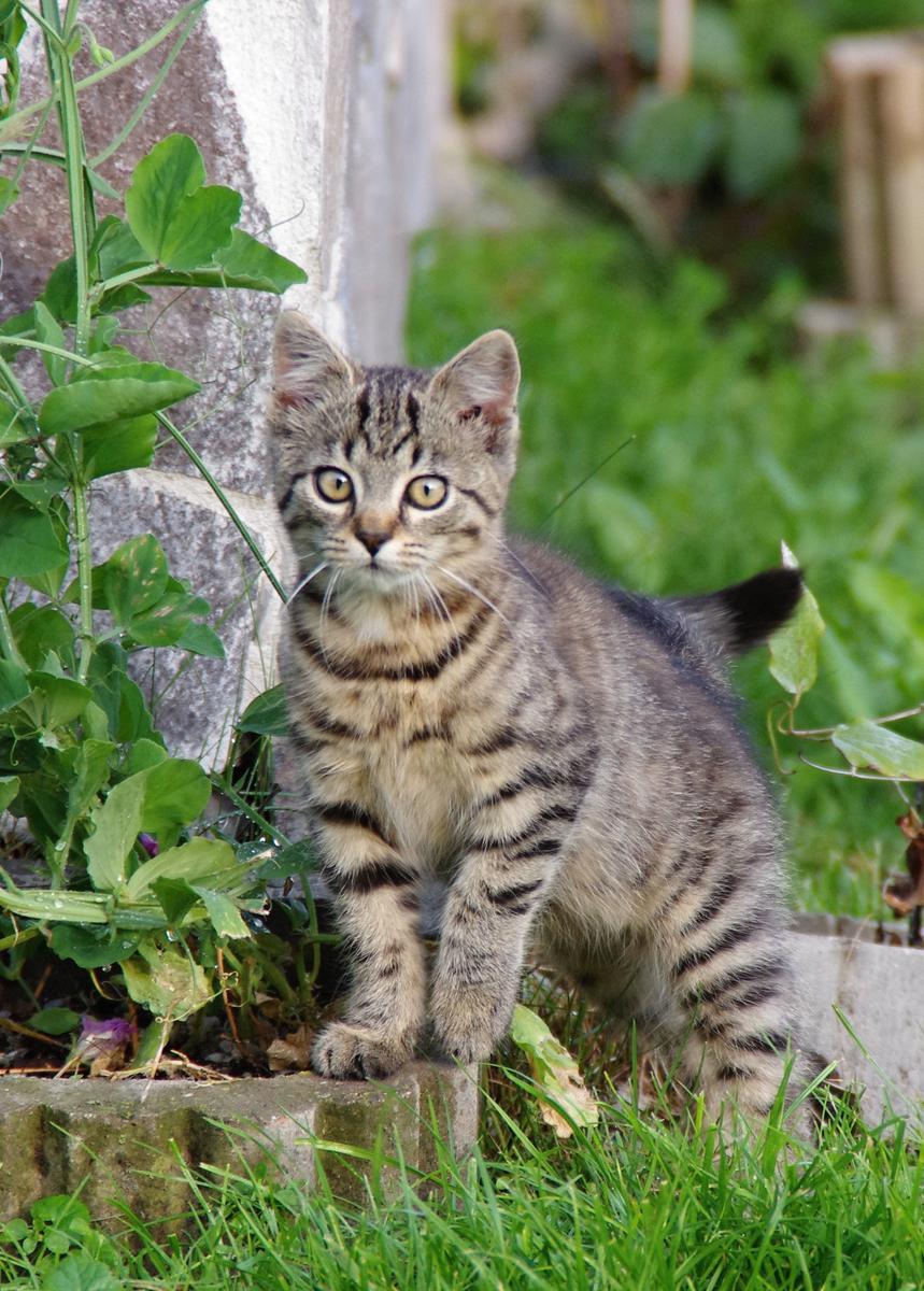Dlaczego koty bawią się zdobyczą?