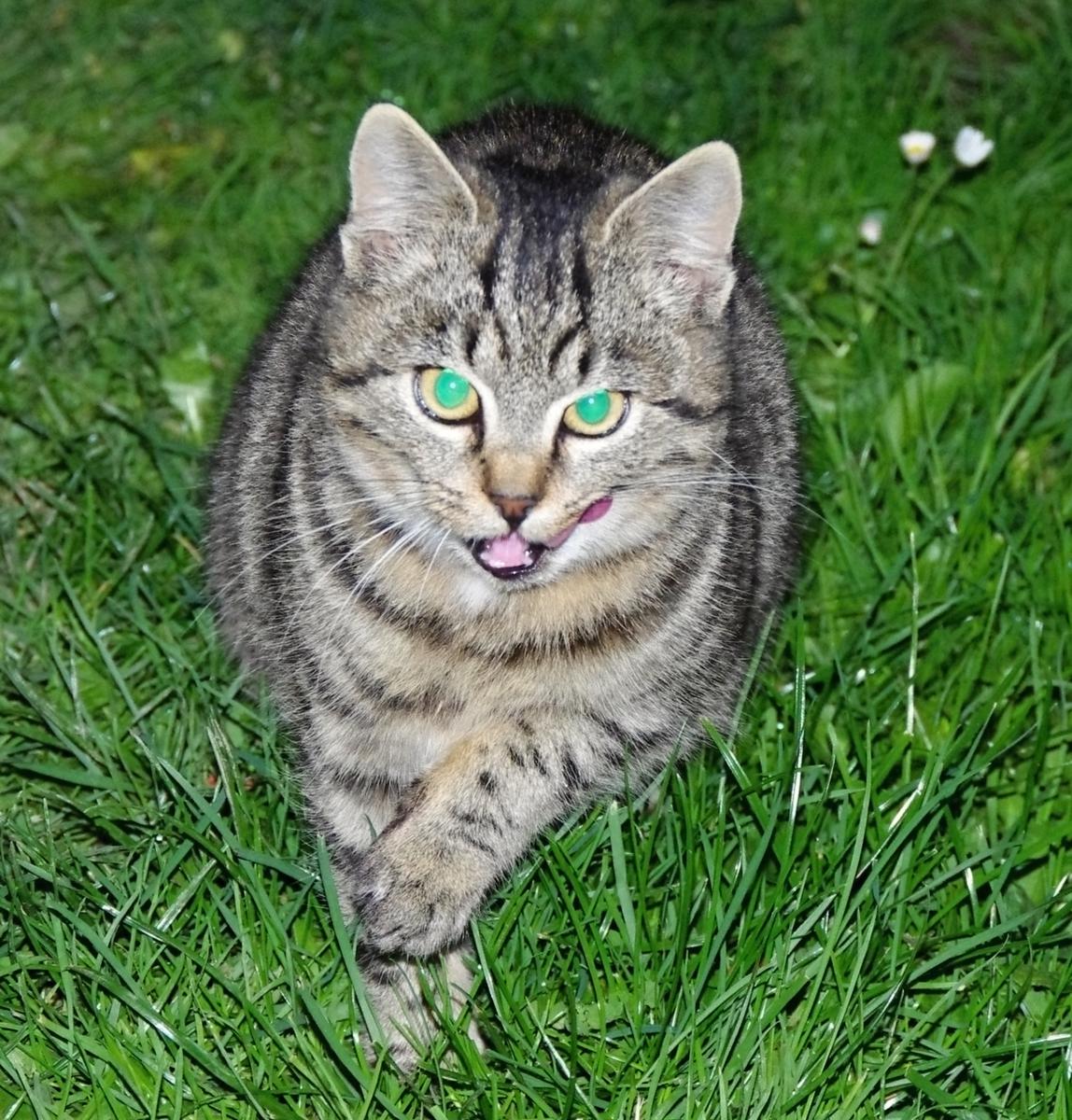 Miauczenie jako środek komunikacji