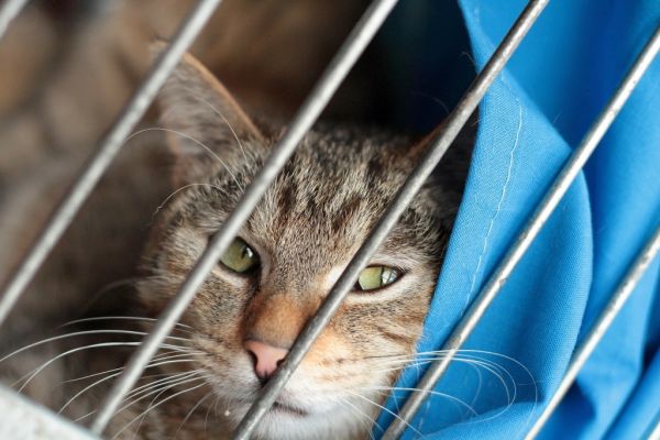 Zaproszenie: CAT SHOW - jesienna wystawa porzuconych kotów