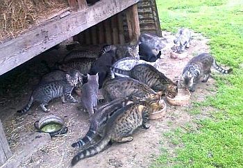 Program społecznościowy dla kotów