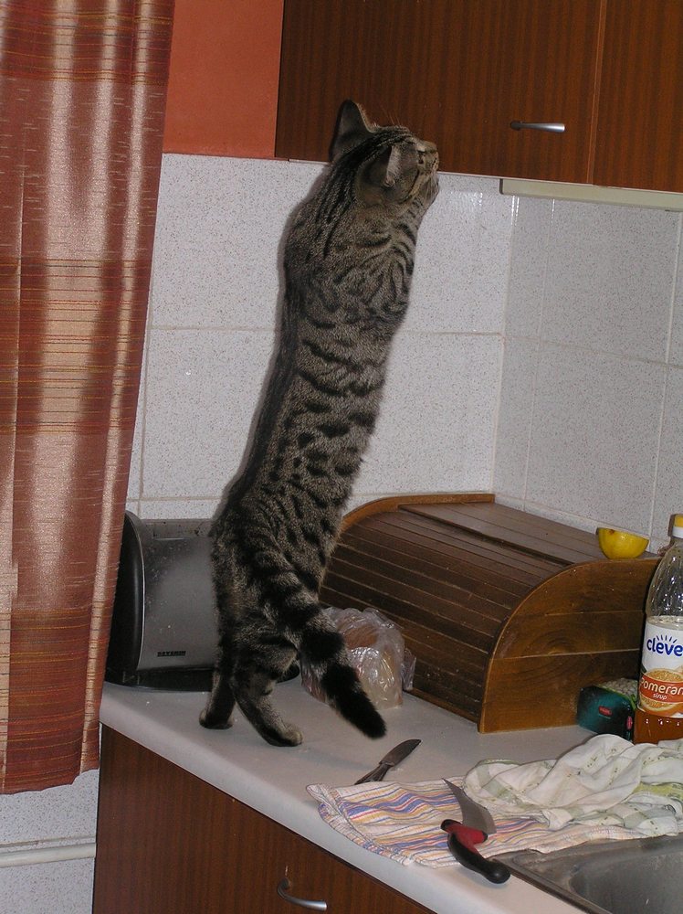 Kot nie pozwoli nikomu spać