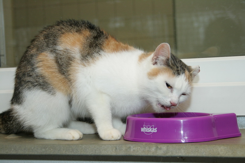 Wigilia i pół roku pełne misek w schroniskach