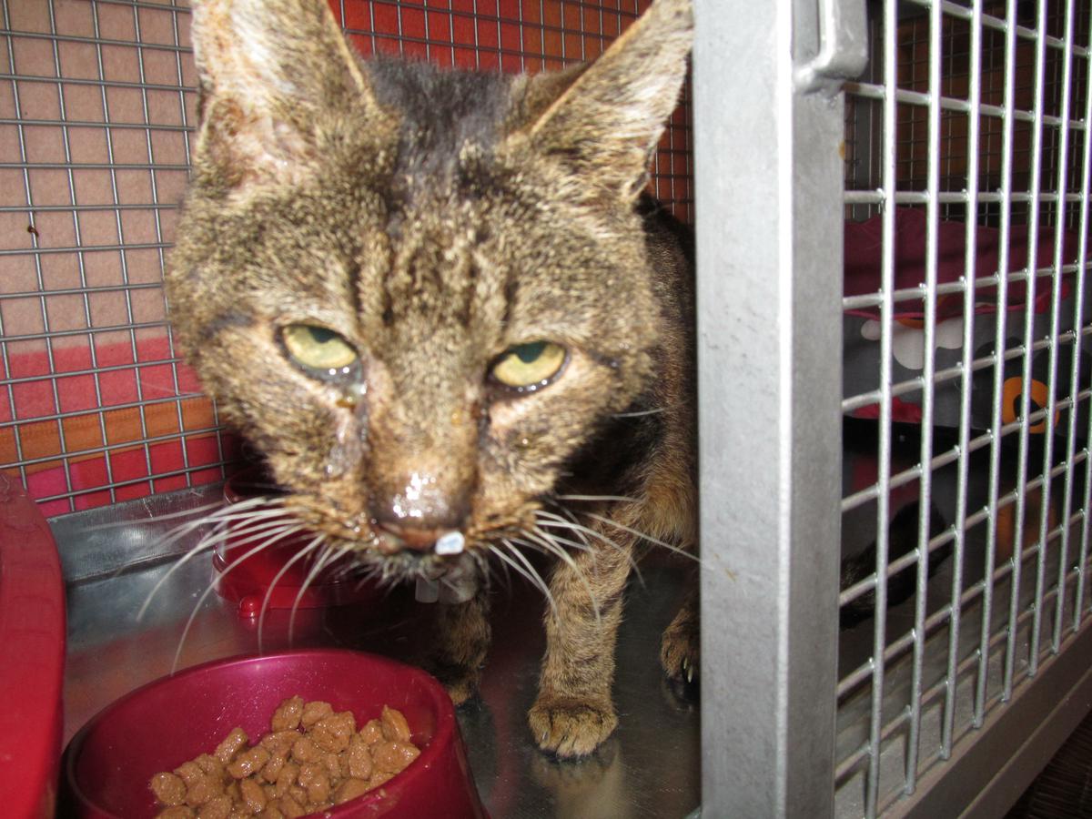 František Dobrota - pochodzi z pobliskiej wioski