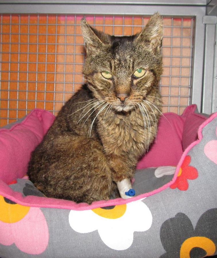 František Dobrota - pochodzi z pobliskiej wioski, część 2