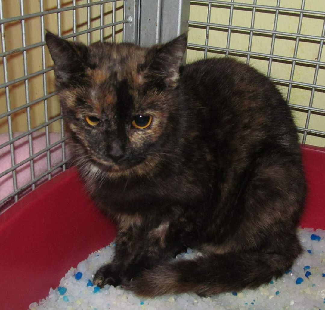 W cieniu sprawiedliwości - część 2