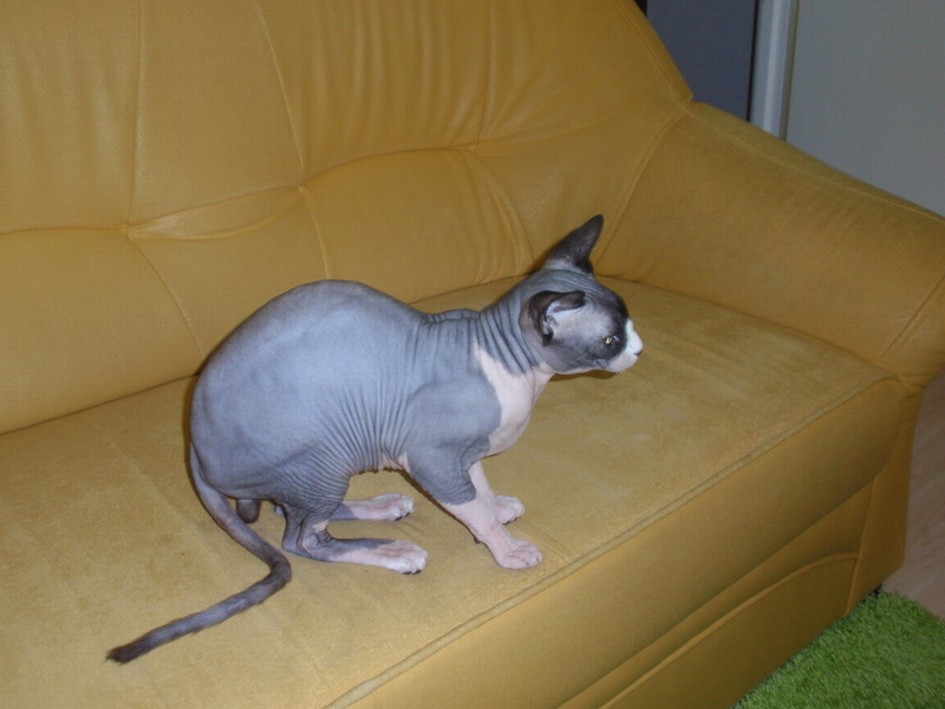 Co z brandingiem kota?