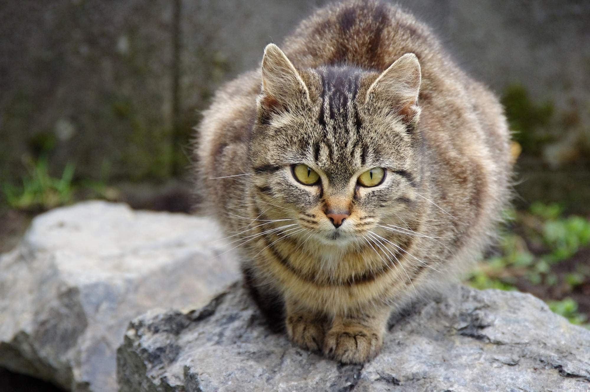 Struktura ciała kotów