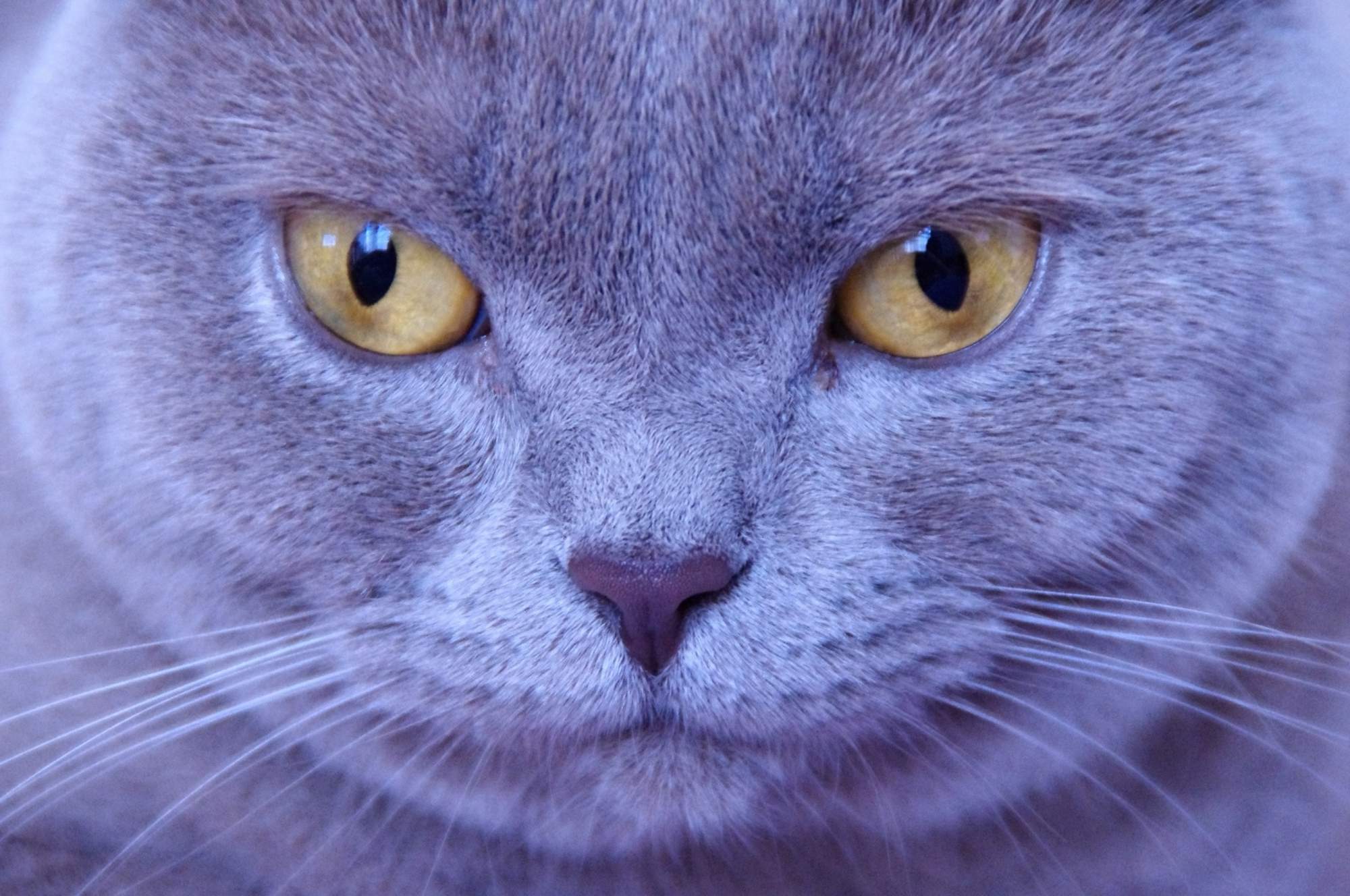 Jakie są najczęstsze trucizny?