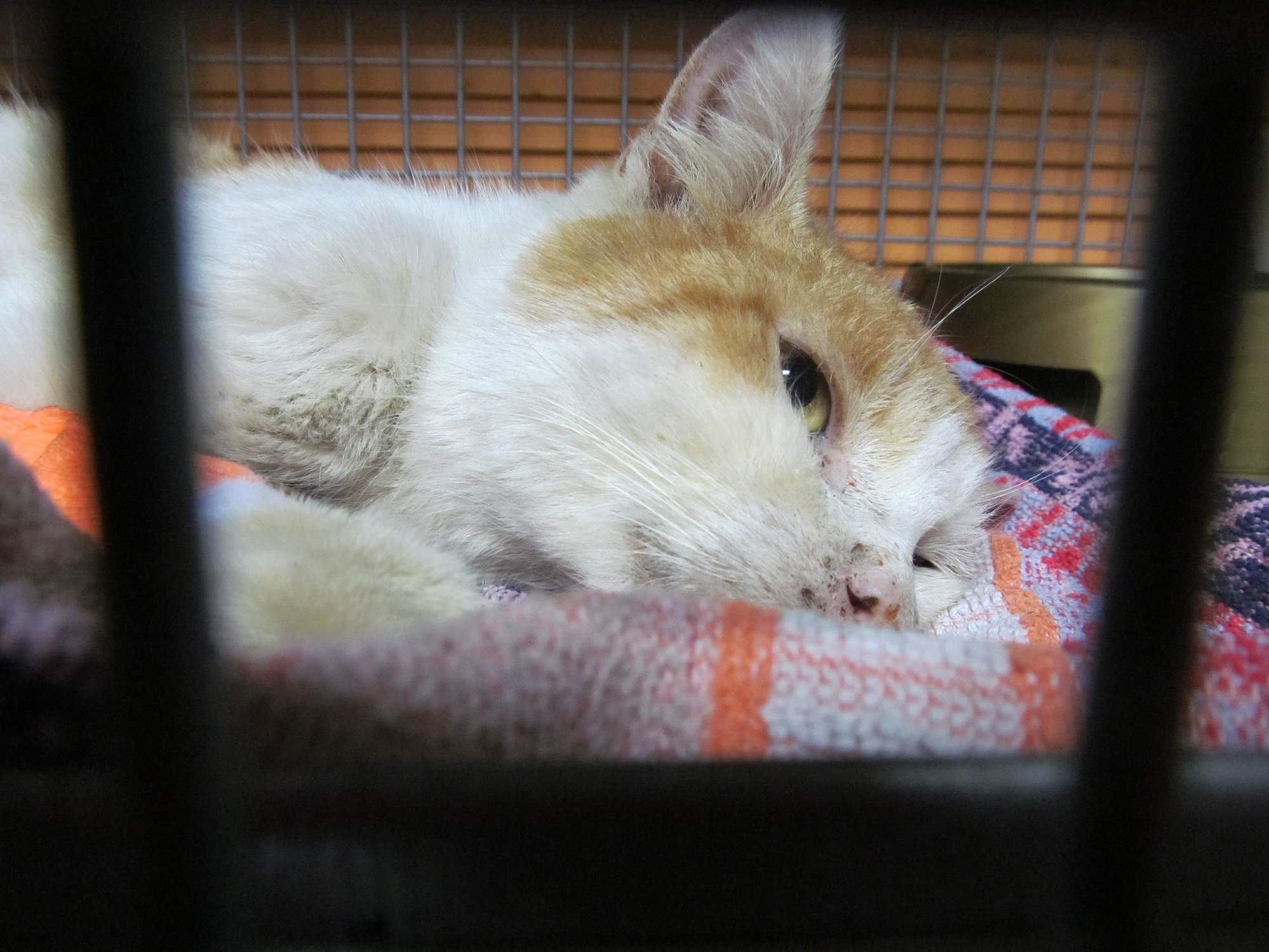 Pożegnanie z ukochanym kotem Kolją