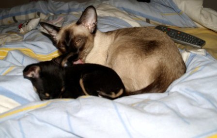 Czy kot przyzwyczai się do psów?