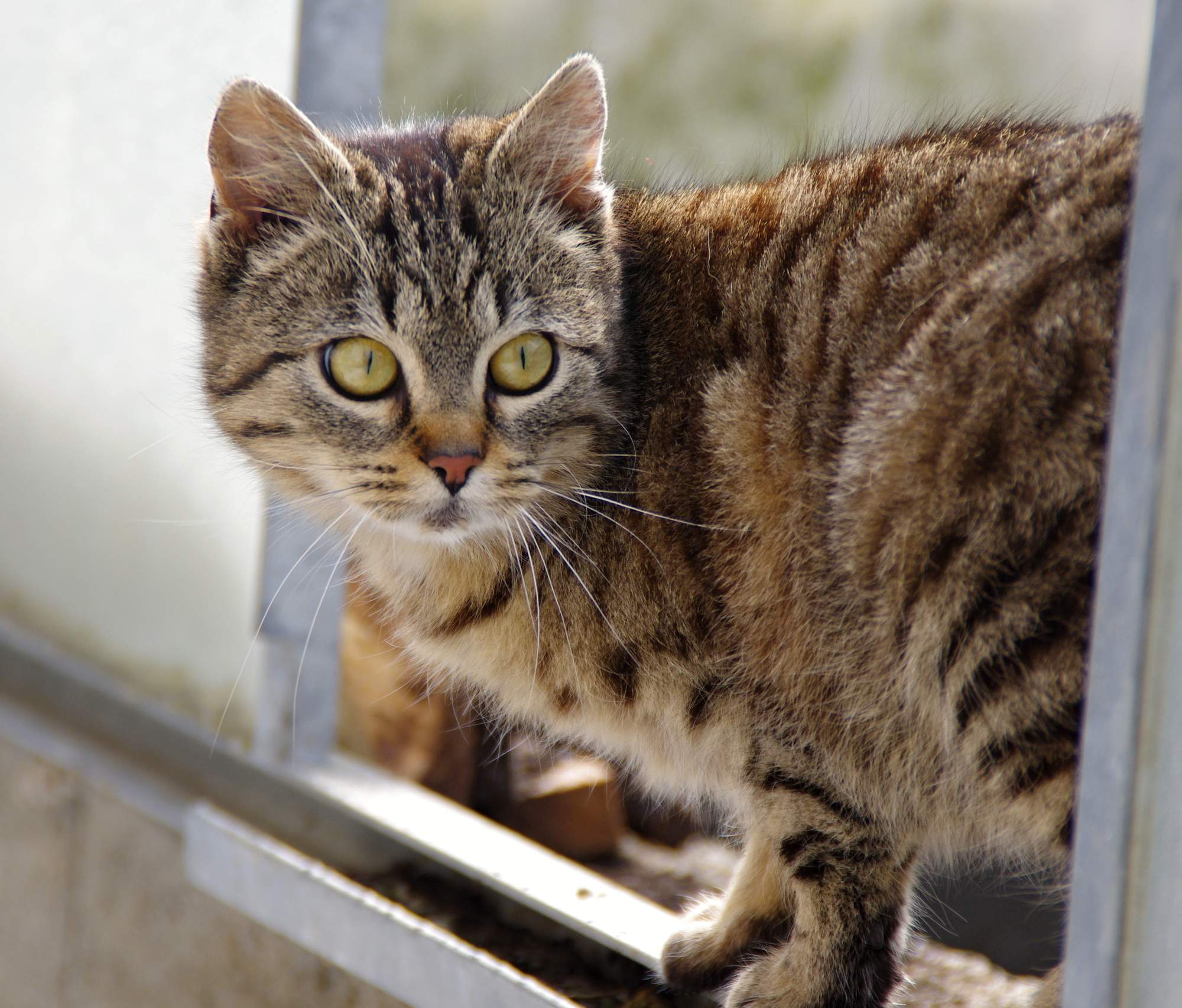 Kotek czy dorosły kot?