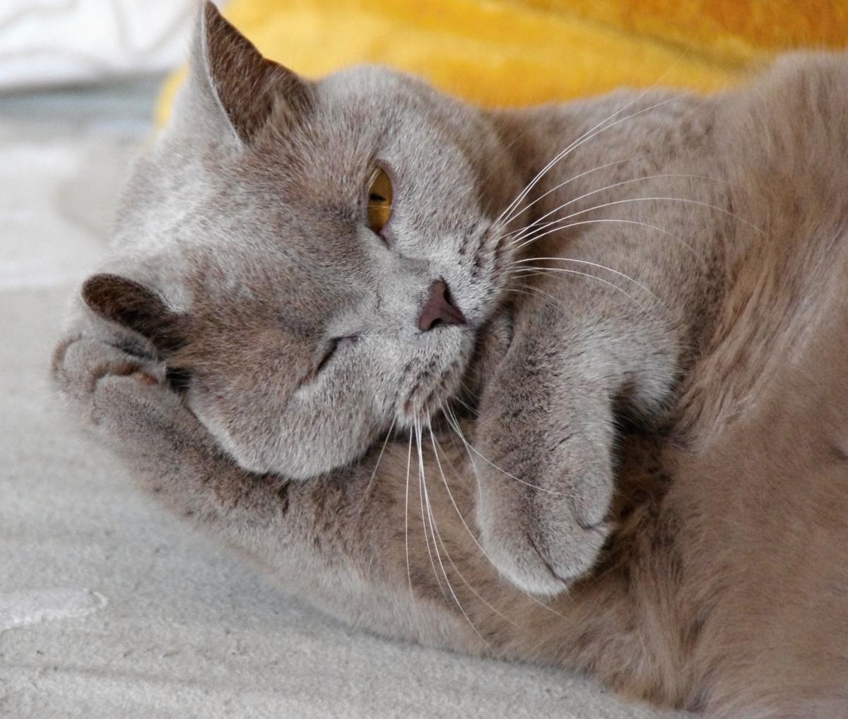 Co z kosmetykami i lekami testowanymi na zwierzętach?