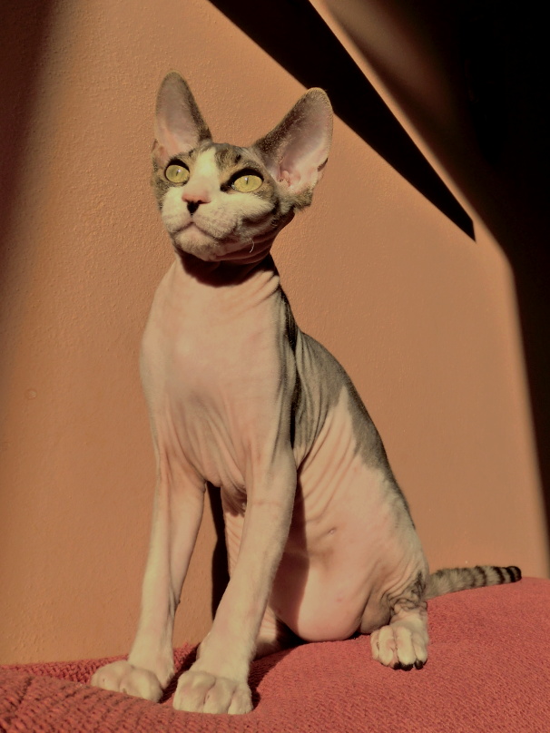 Pica choroby psychicznej