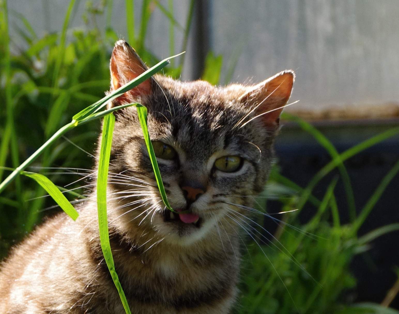 Pasożyty zewnętrzne mogą powodować problemy