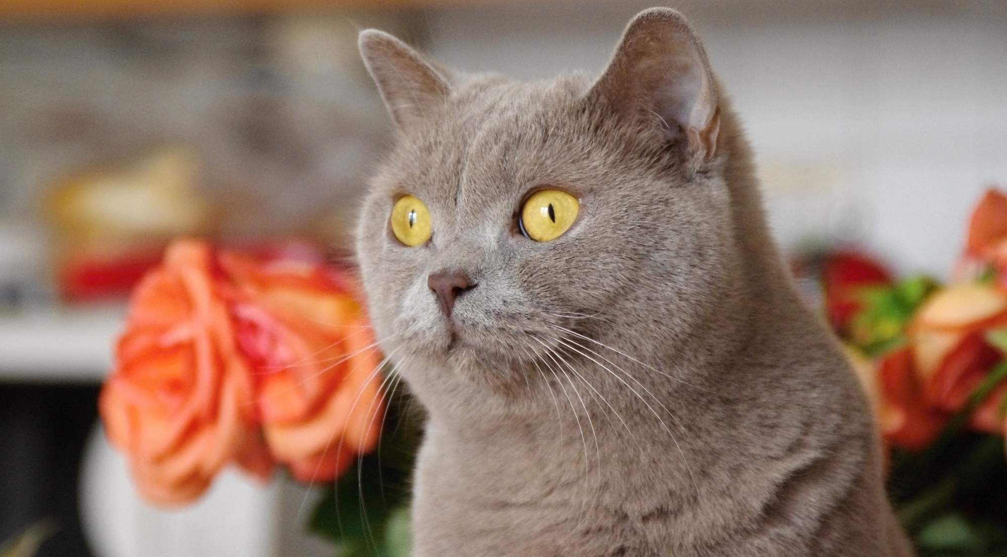 Delikatna obróbka przy braku ciepła