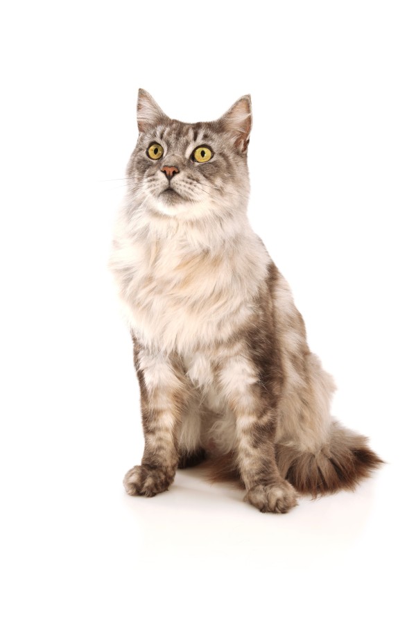 Otyłość dotyka ponad sześćdziesiąt procent kotów