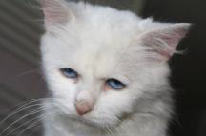 Pomoc potrzebna bohaterom zwierząt ze schronów