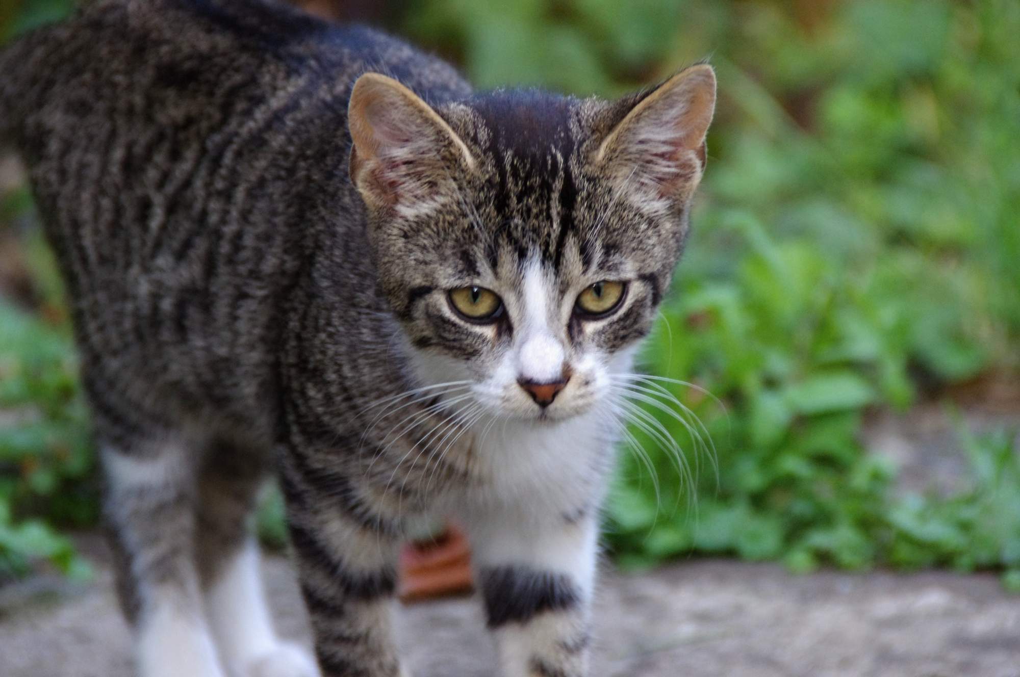 Czego koty potrzebują do szczęśliwego życia?
