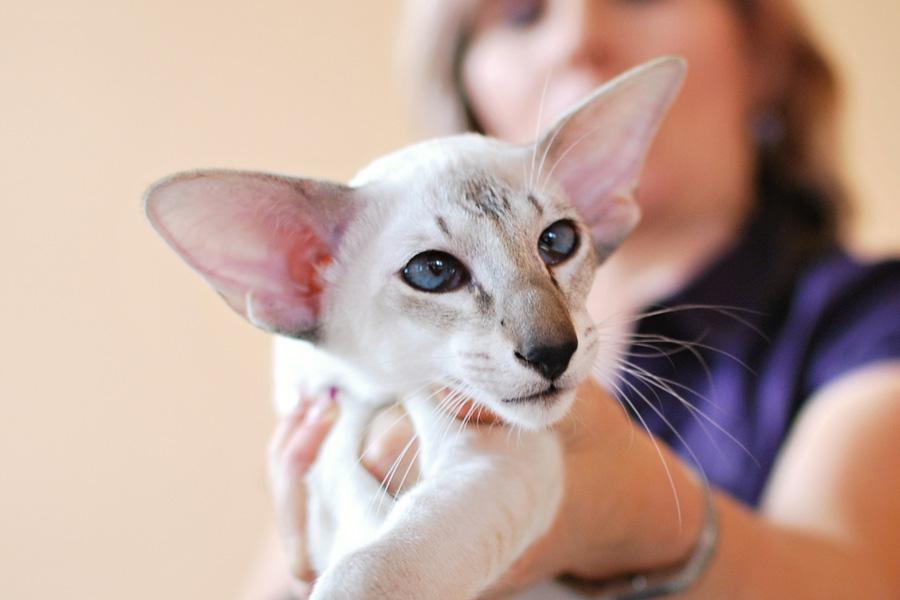 Mówiąc o kotach syjamskich i orientalnych