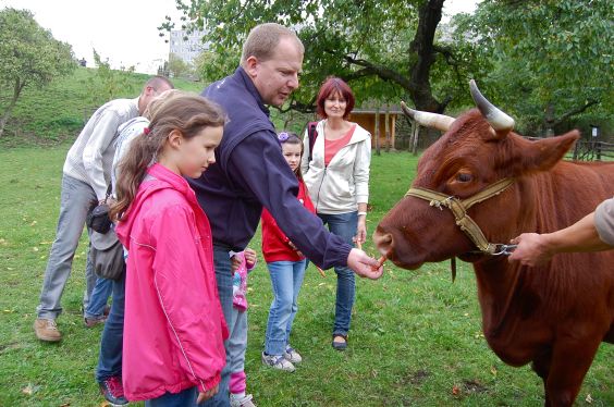Świętuj Dzień Zwierząt na dziedzińcu Toulec