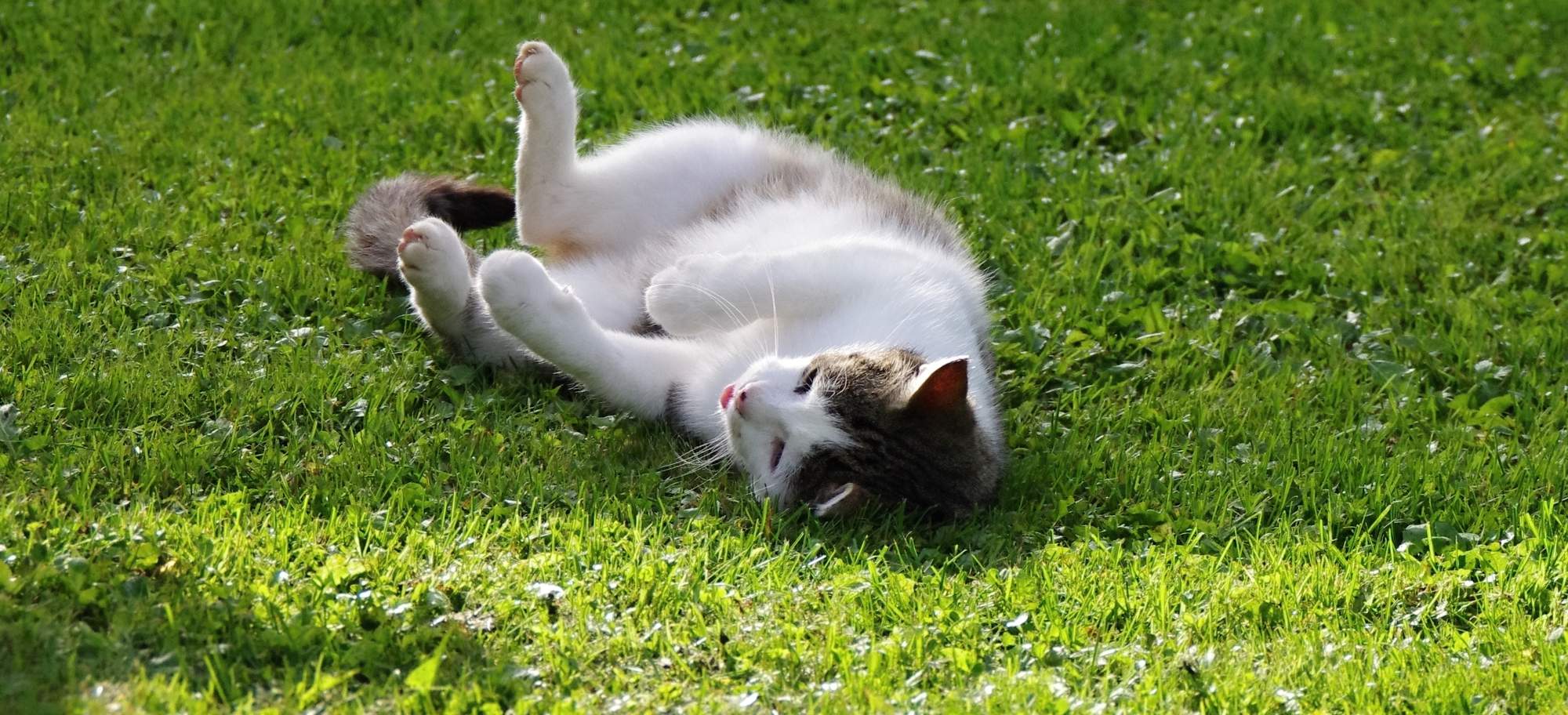 Leczenie homeopatyczne biegunki i wymiotów